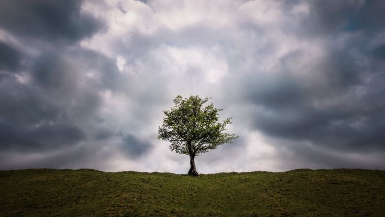 Enkelt træ, stormfuld himmel med lyspunkter